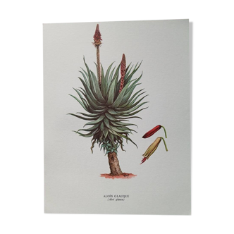 Botanical poster - Aloe glaucosa
