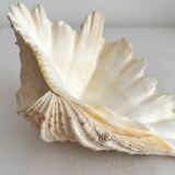 Old natural shell holy water font with empty pocket