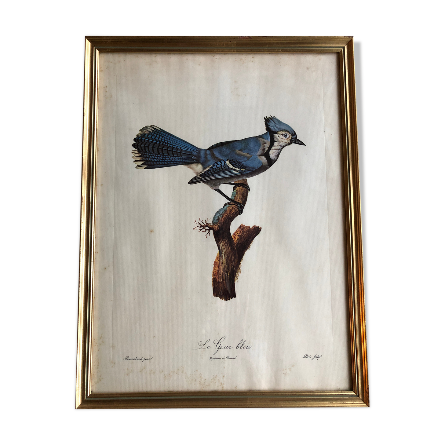 Engraving under glass "Blue Jay"