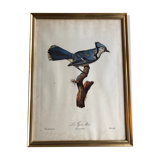 Engraving under glass "Blue Jay"