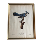 Gravure sous verre « Geai bleu »