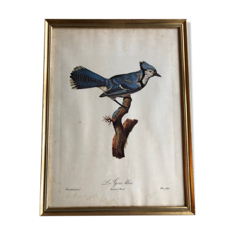 Engraving under glass "Blue Jay"