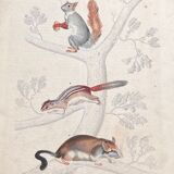 Poster (lithograph) squirrels