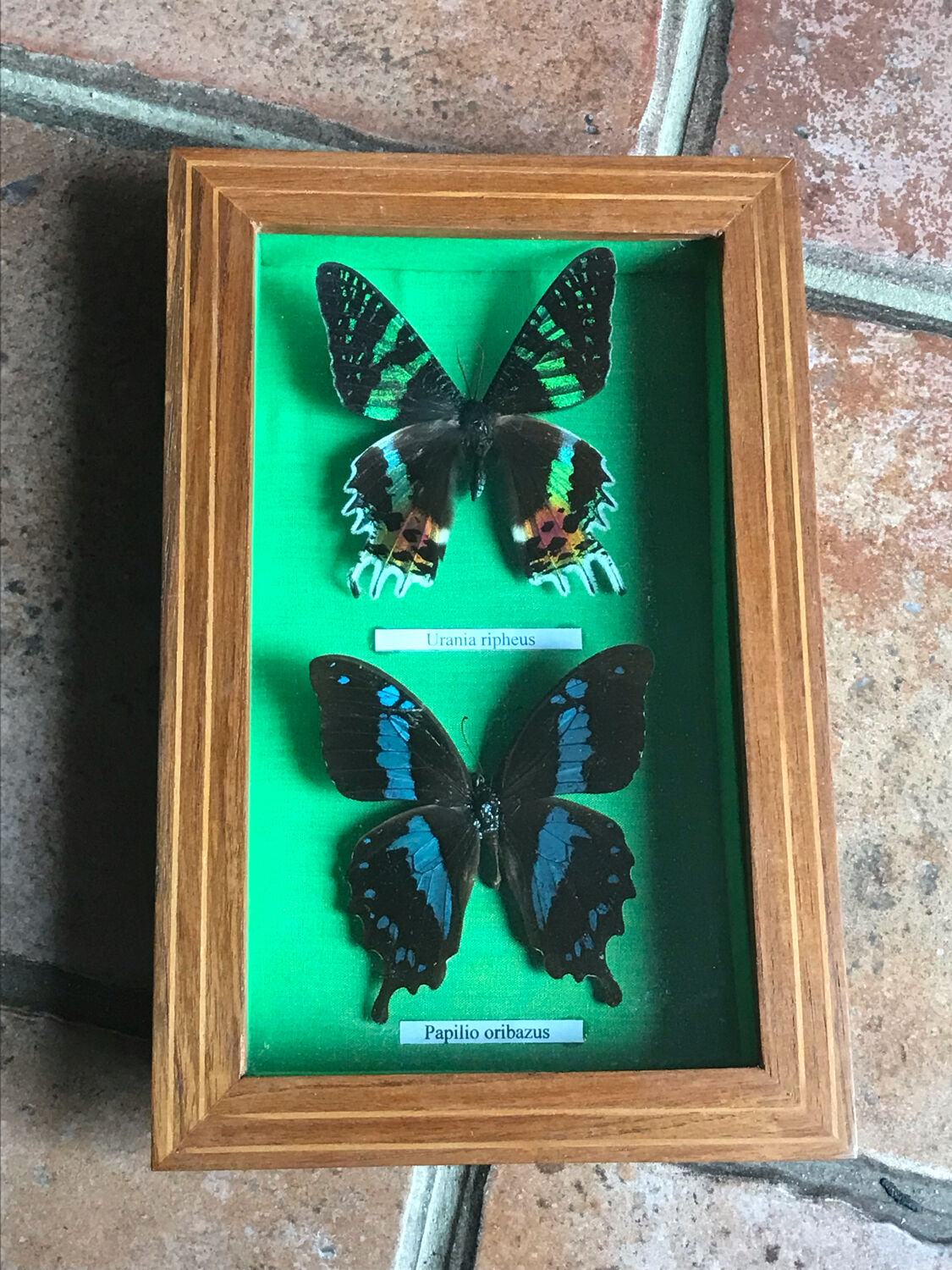 Stuffed butterfly chart