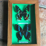 Stuffed butterfly chart