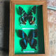 Stuffed butterfly chart