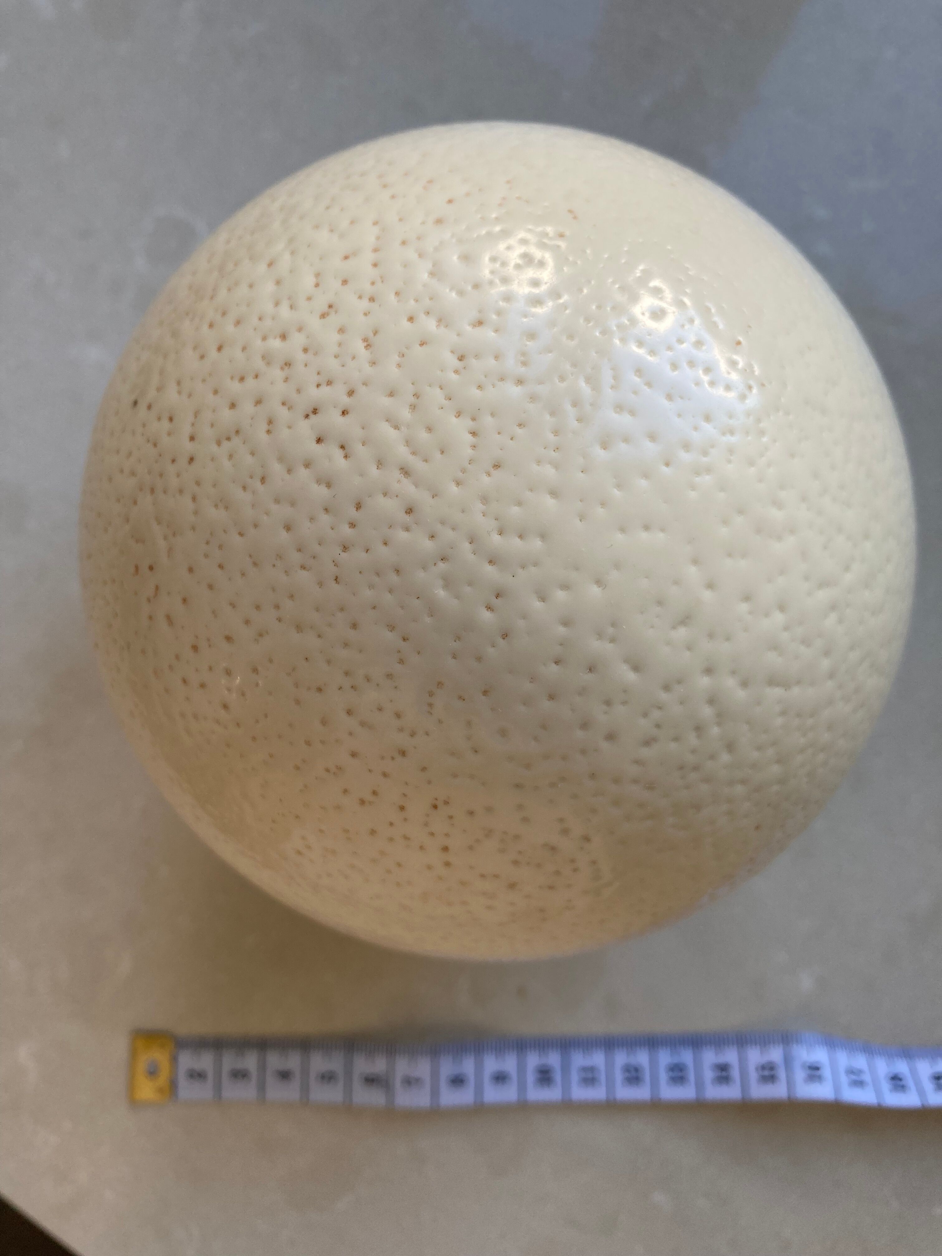 Ostrich egg from South Africa, base