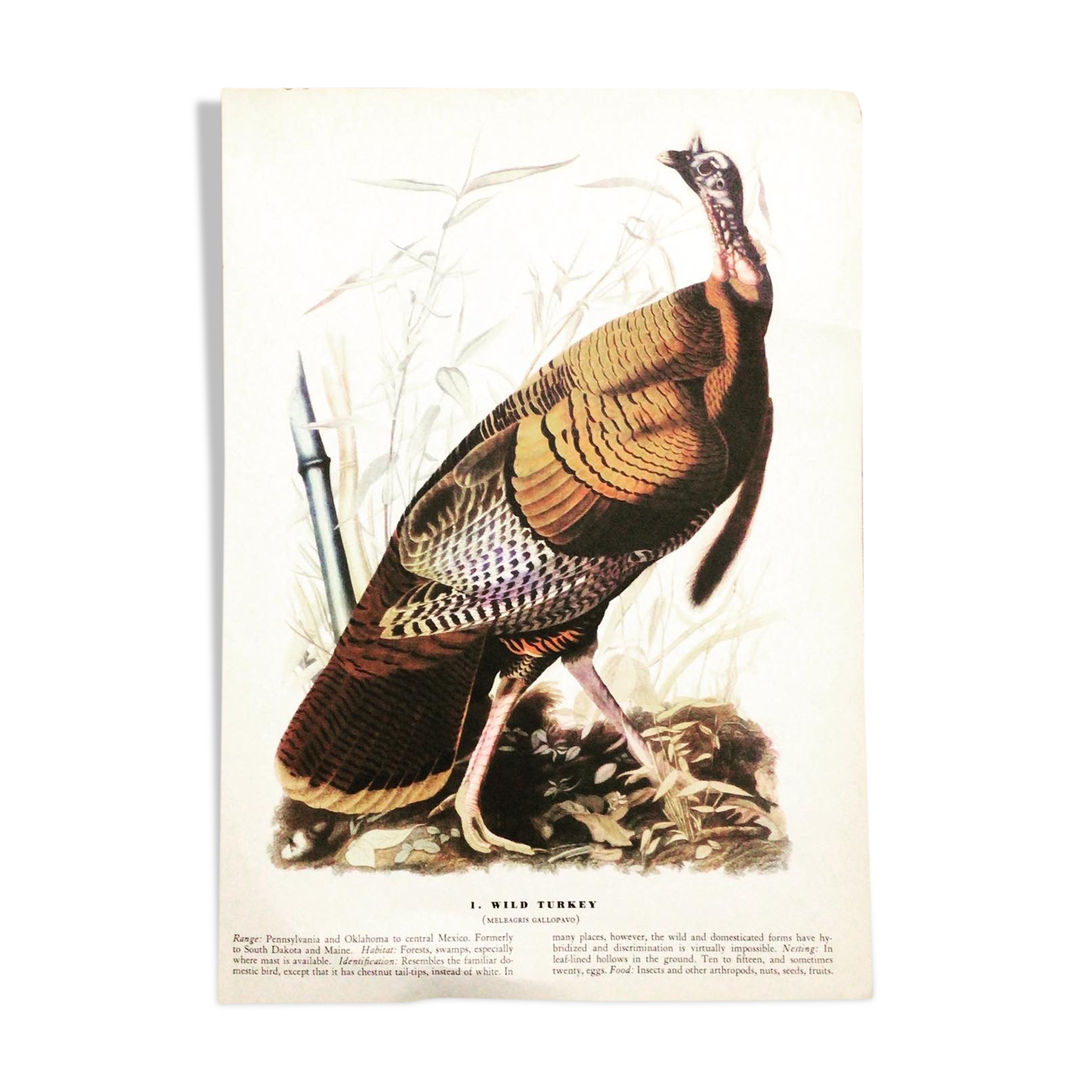 Planche ornithologique sous verre