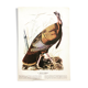 Ornithological board under glass