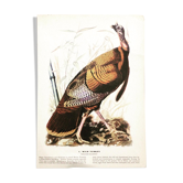 Planche ornithologique sous verre