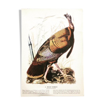 Ornithological board under glass