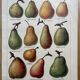 Set of 3 illustrated boards Xx - Reserved