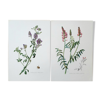 Duo of botanical plates