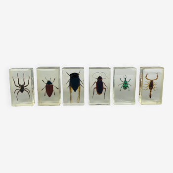 Lot de 6 insectes inclusions résine