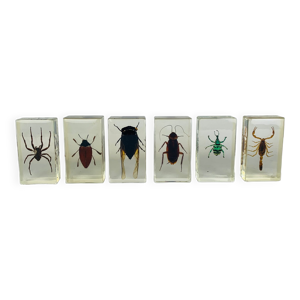Lot de 6 insectes inclusions