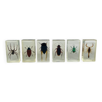 Lot de 6 insectes inclusions résine