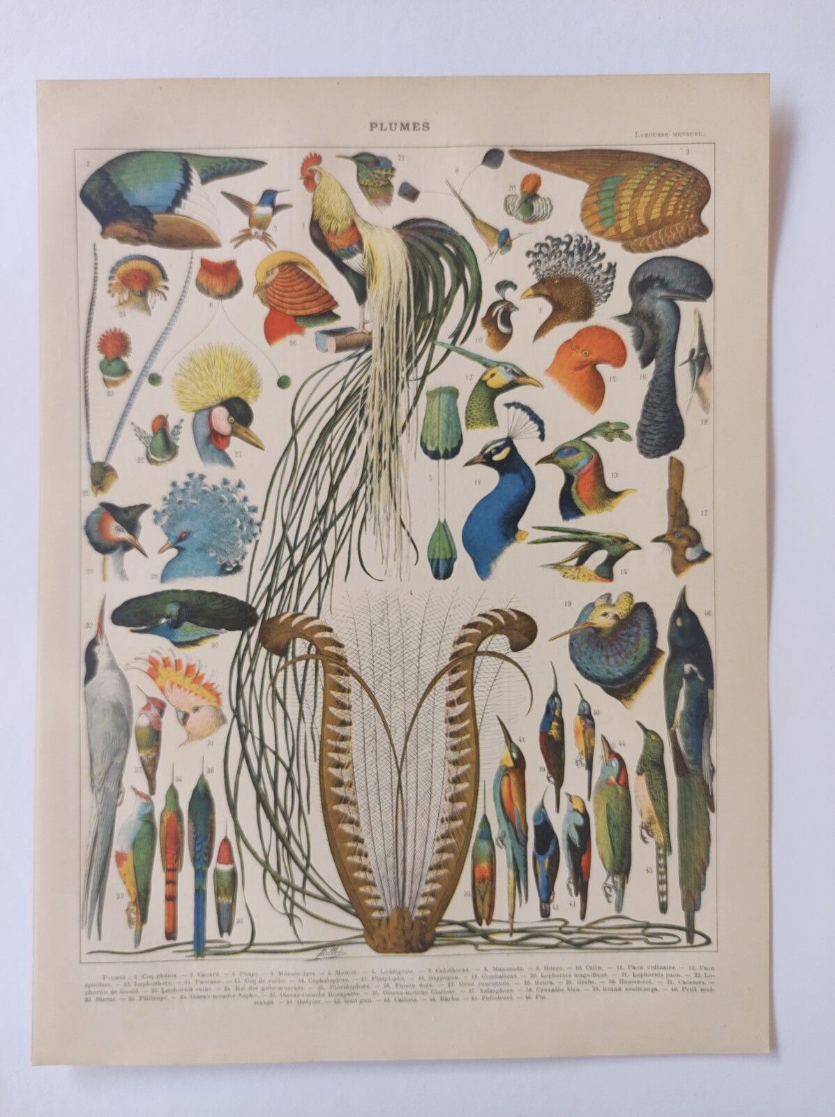Original vintage poster from 1909