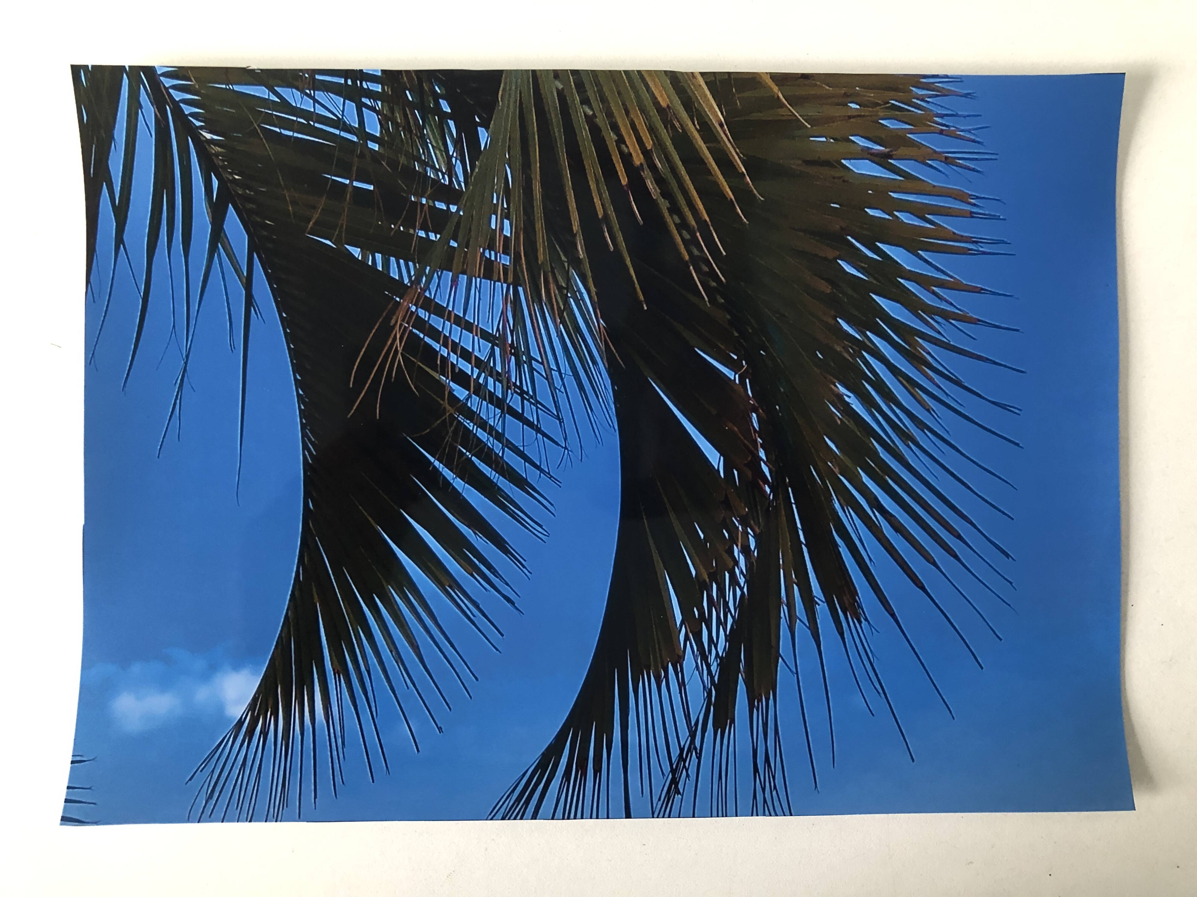 Photography Palms Blue Green