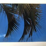 Photographie Palmes Bleu Vert