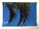 Photographie Palmes Bleu Vert