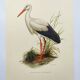 Planche ancienne oiseaux Années 1960 - Cigogne Blanche - image vintage ornithologique