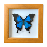 Butterfly Ulysses Indonesia