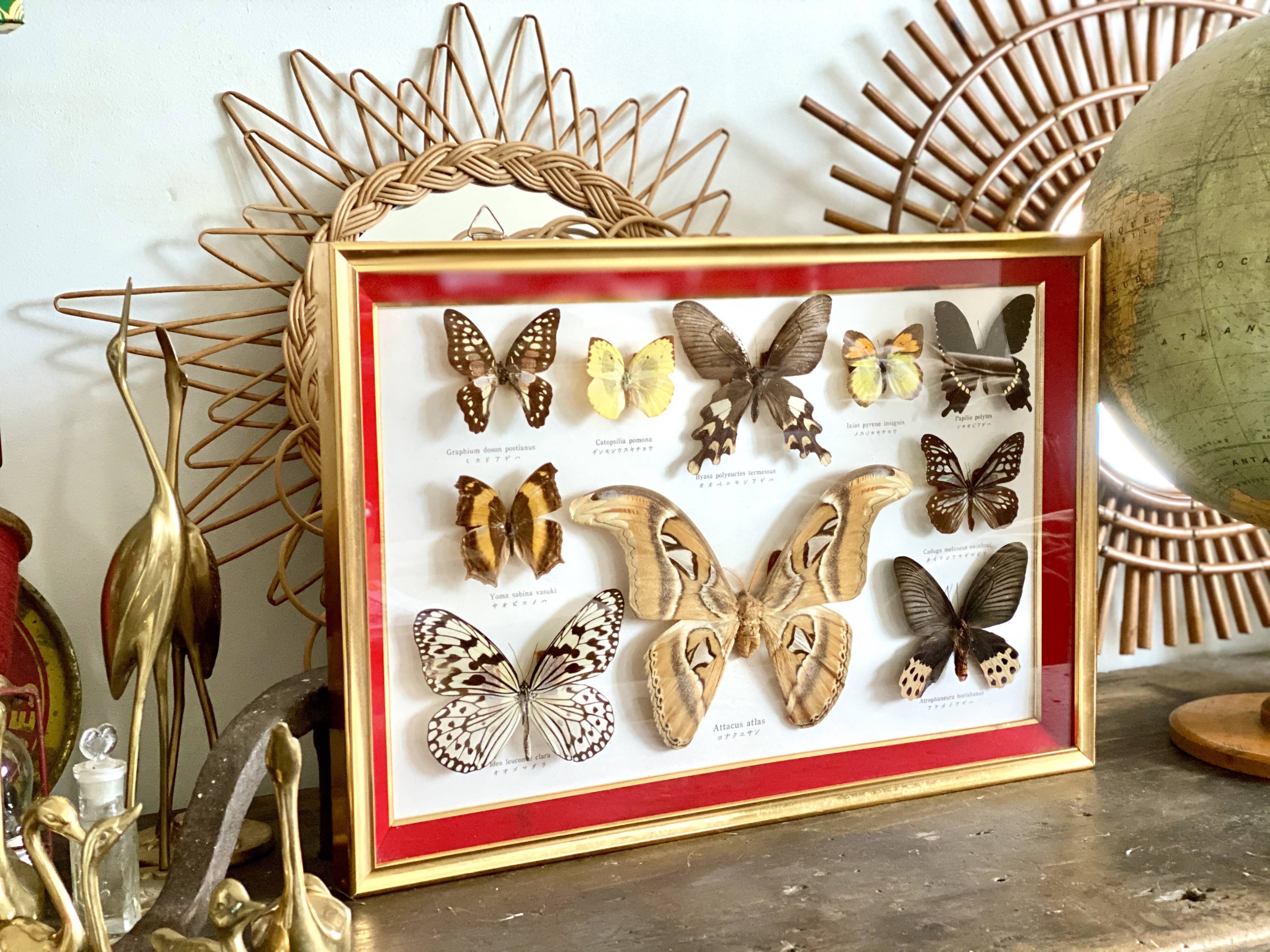 Naturalized butterfly frame