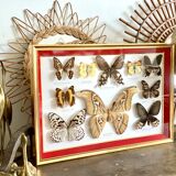 Naturalized butterfly frame