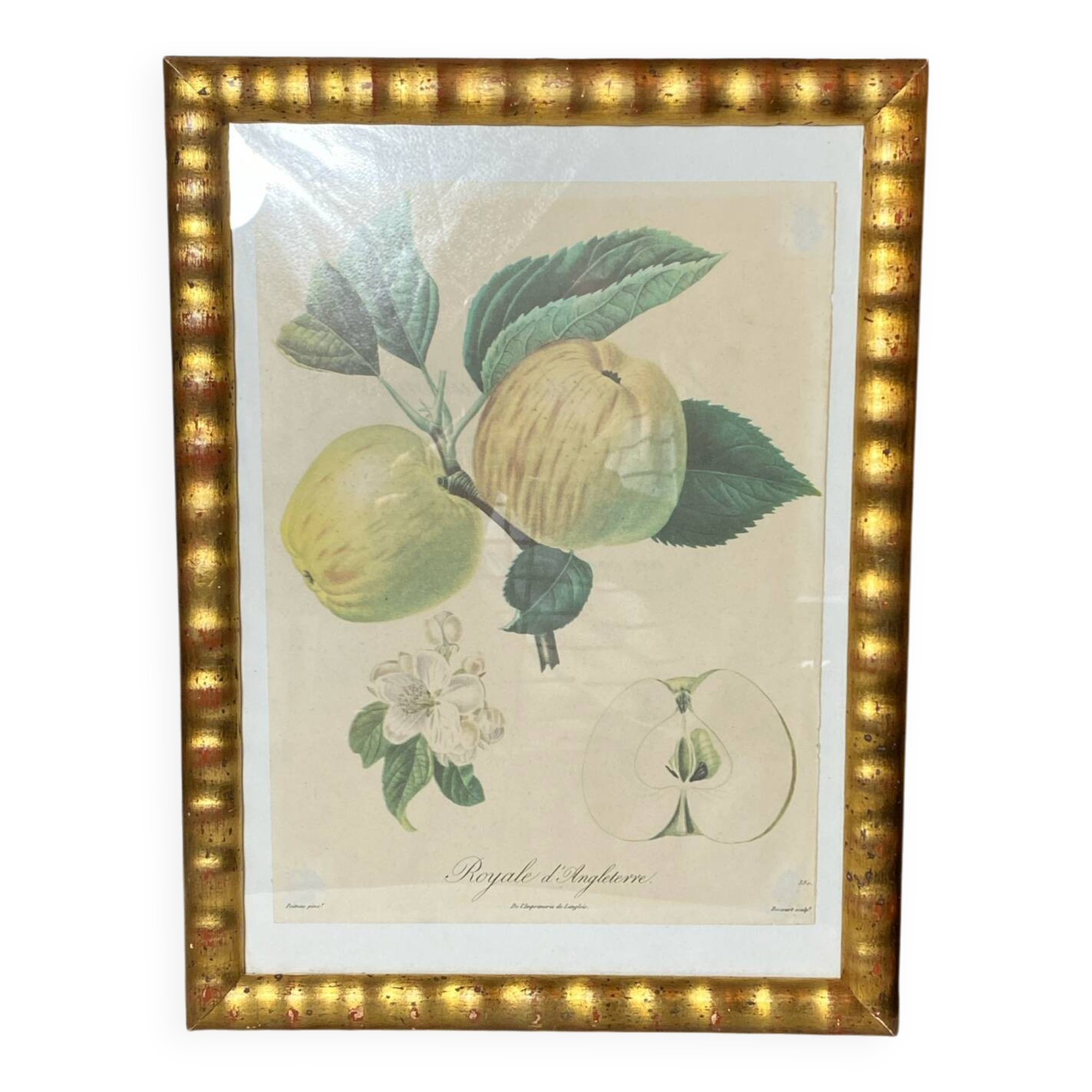 Botanical poster, Langlois print, Royal apple of England