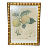 Botanical poster, Langlois print, Royal apple of England