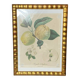 Affiche botanique, impression Langlois, pomme Royale d’Angleterre