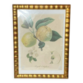 Botanical print, Langlois print, Royal Apple of England