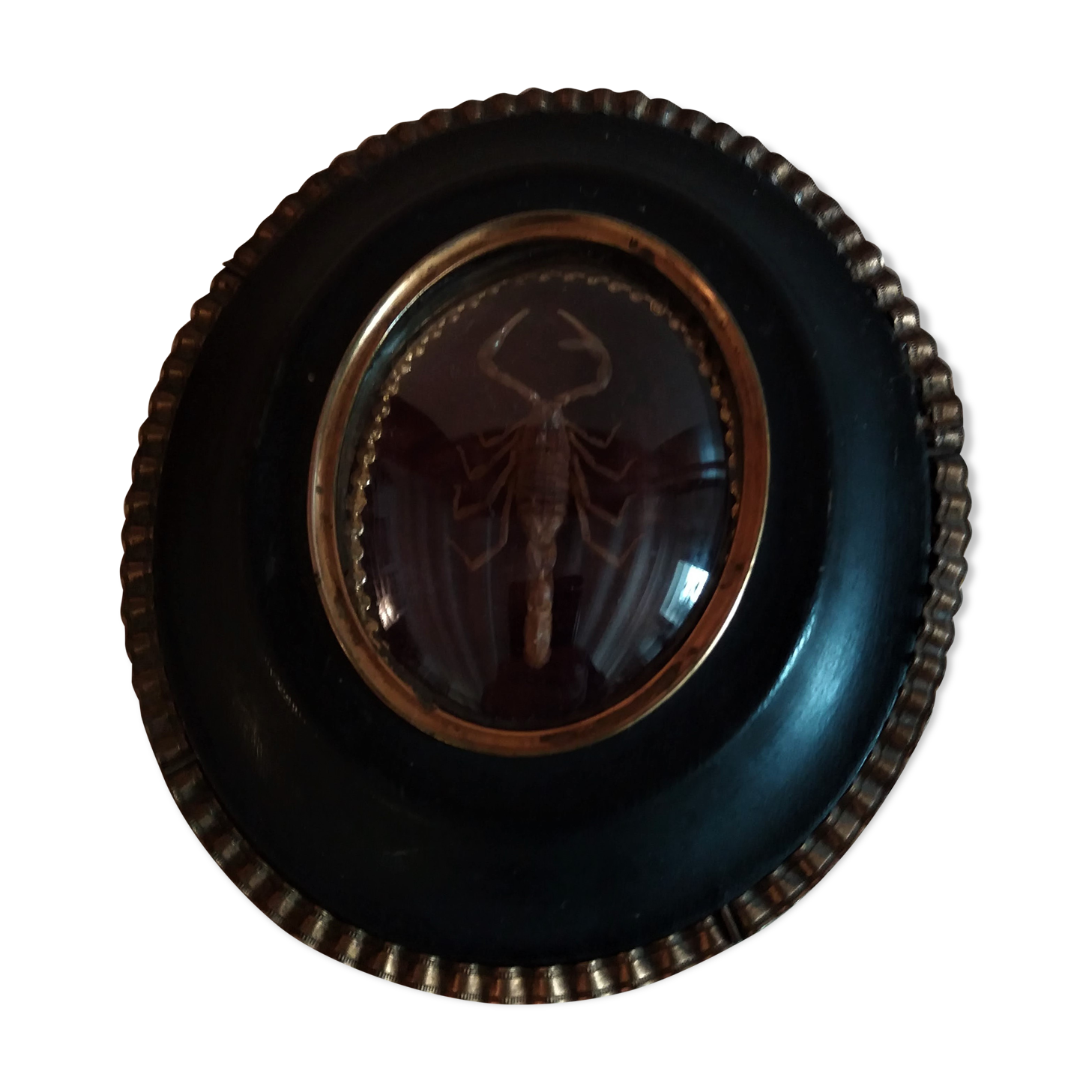Cabinet of Curiosities medallion with scorpion odonturus dentatus