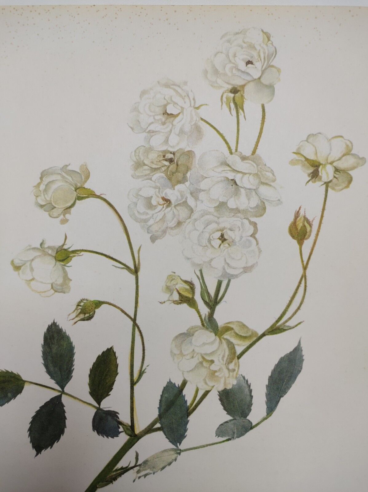 Rose Botanical Board - Original Vintage from 1968 - Katherine Zeimet🌹