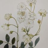 Rose Botanical Board - Original Vintage from 1968 - Katherine Zeimet🌹