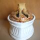 Pillivuyt terrine, serving dish, Pillivuyt porcelain, gratin dish