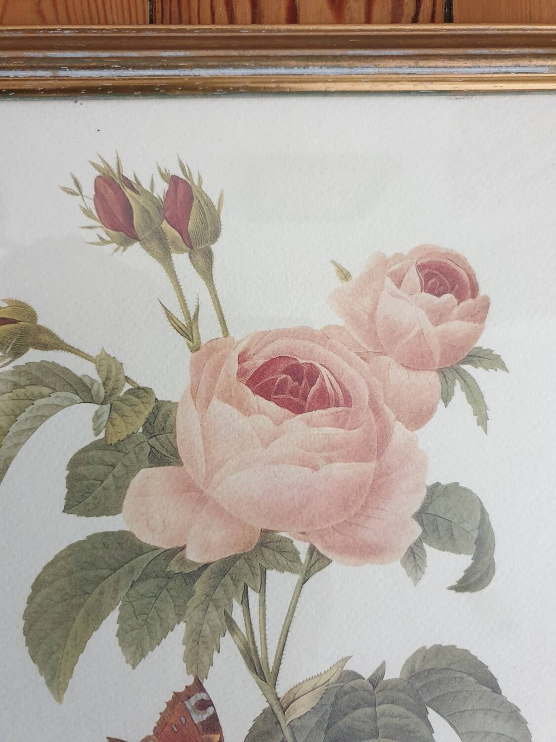 Redouté rose botanical plate framed