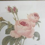 Redouté rose botanical plate framed