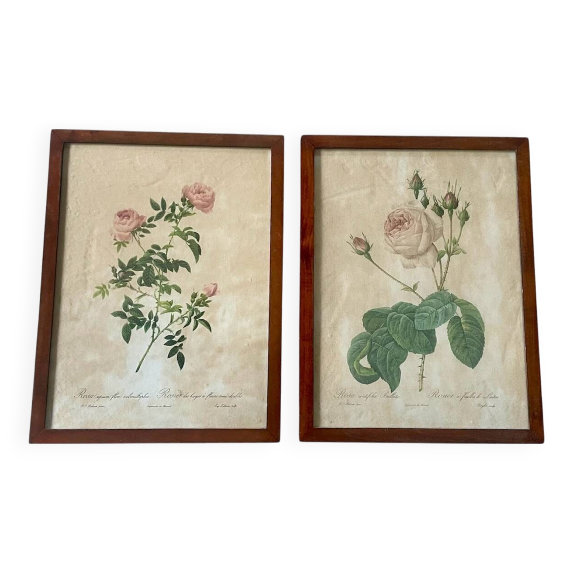 Pair of pink framed reproductions of PJ Redouté