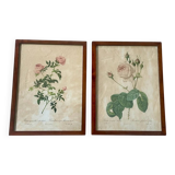 Paire de reproductions encadrées roses de P.J Redouté