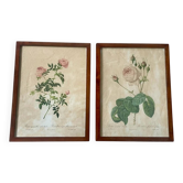 Pair of pink framed reproductions of PJ Redouté
