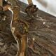 Pair of Louis XV style wall sconces