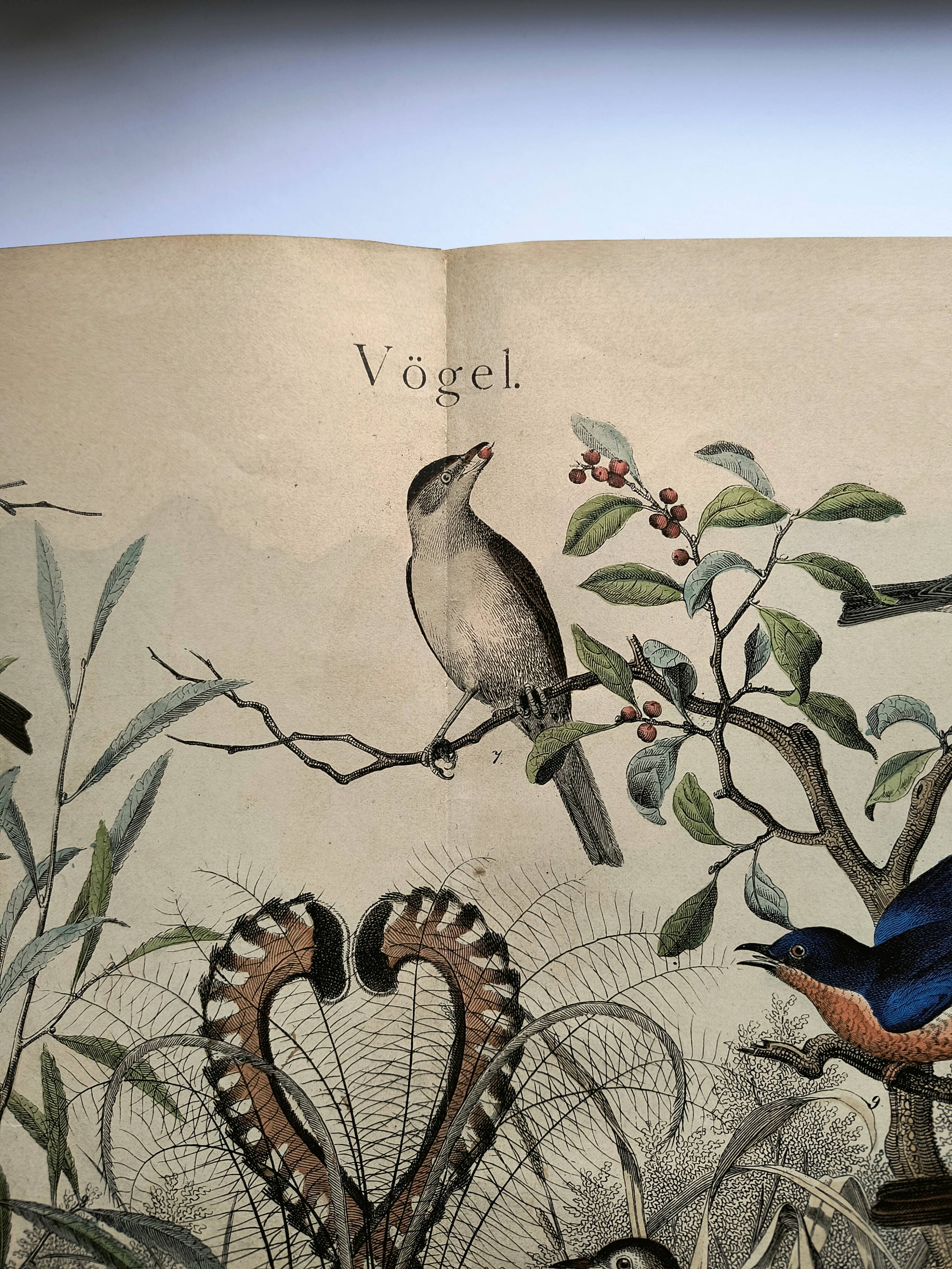 Old engraving from 1886 - Nightingale and birds - Vintage nature lithograph