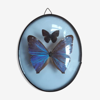 Naturalized butterflies in oval, morpho frame