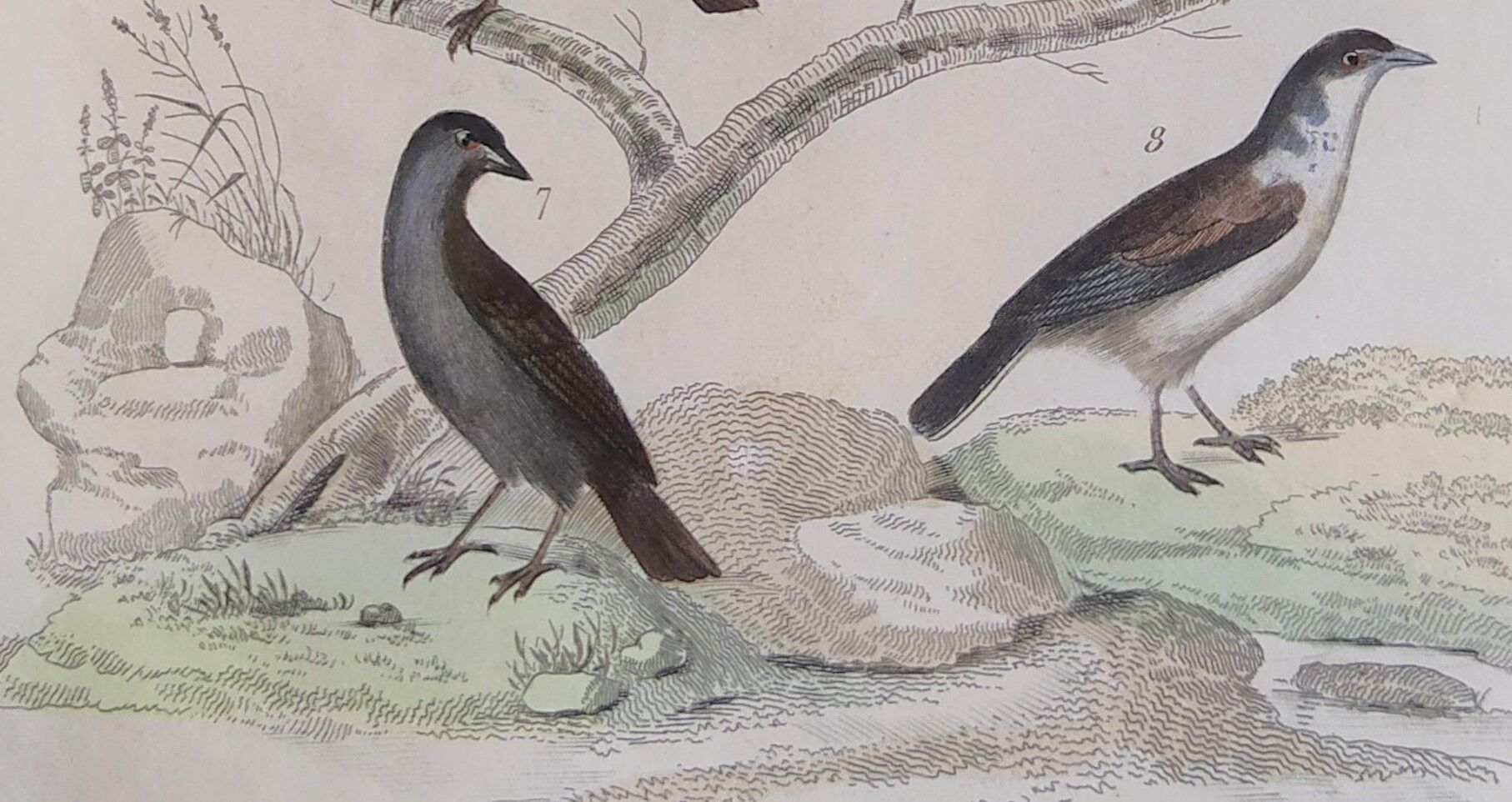 Original Ornithological plate " Lark of the fields - Farlouse - &c... " Buffon (1836)