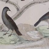 Original Ornithological plate " Lark of the fields - Farlouse - &c... " Buffon (1836)