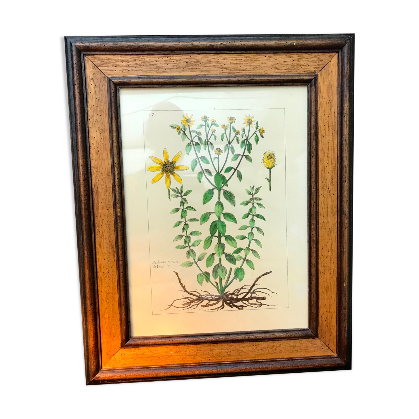 Painting golden yellow flowers wooden frame vintage botanical encyclopedia Lamarck