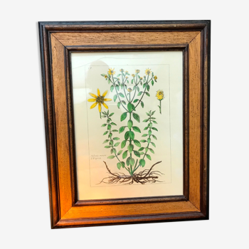 Tableau fleurs jaunes dorées cadre en bois vintage encyclopédie botanique Lamarck