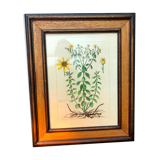 Painting golden yellow flowers wooden frame vintage botanical encyclopedia Lamarck