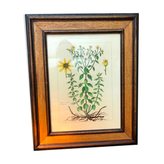 Painting golden yellow flowers wooden frame vintage botanical encyclopedia Lamarck